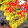 紅葉と黄葉
