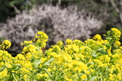 菜の花と白梅