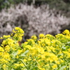 菜の花と白梅