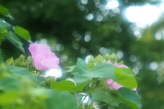 ソフトに