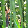 雨後の・・・ １