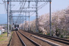 桜と電車 ４