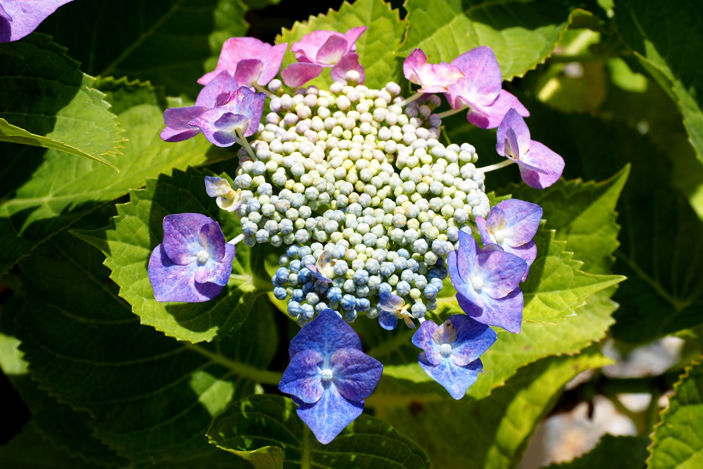 紫陽花