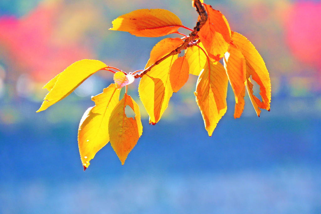 桜紅葉 １