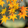 紅葉渓庭園４