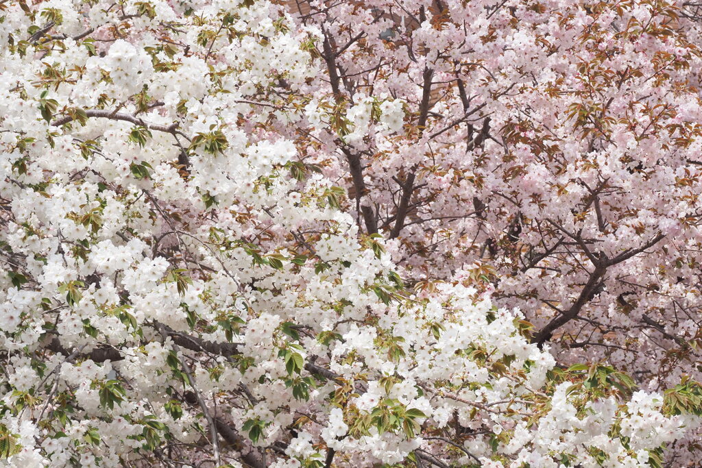 桜の通り抜け