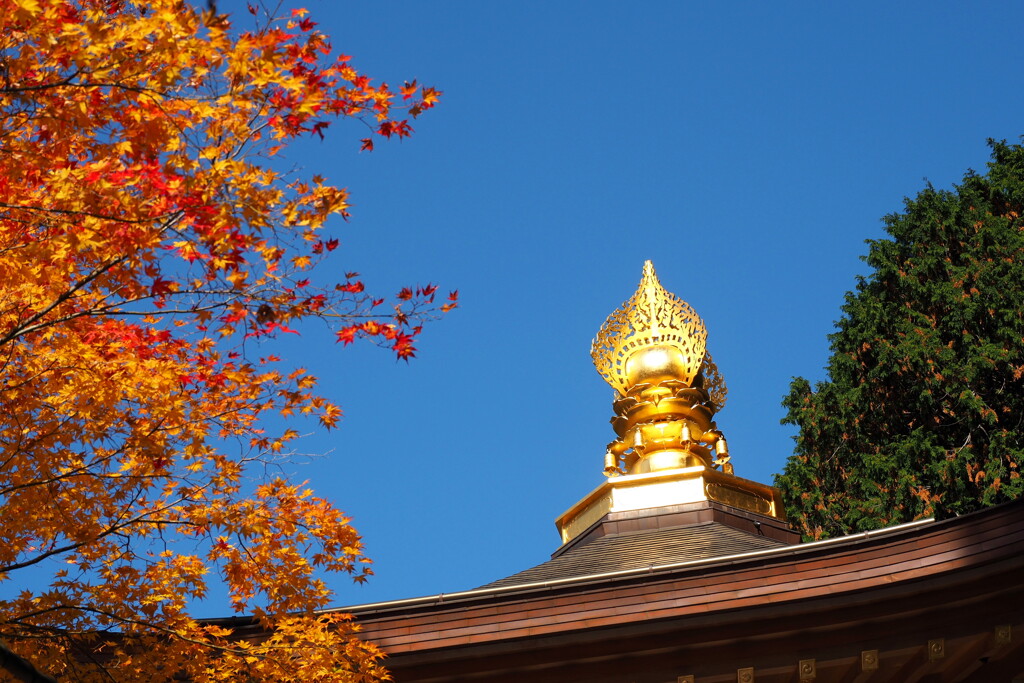 清浄心院の紅葉 ３