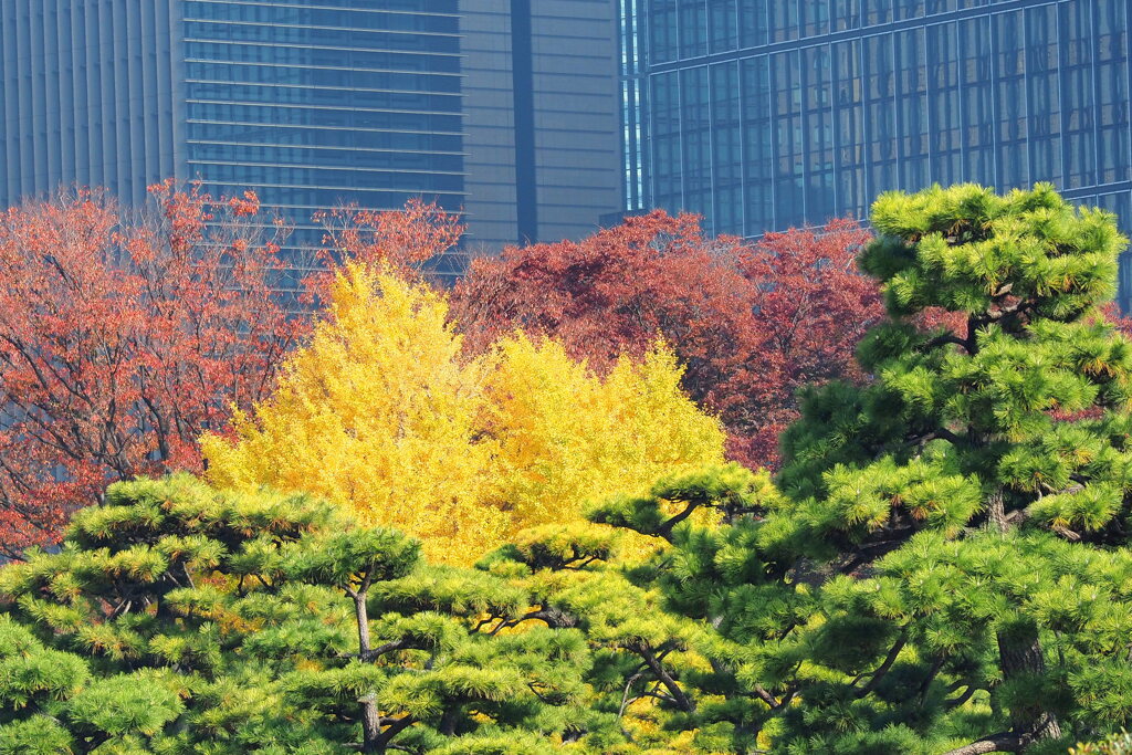皇居前広場 ６