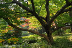 東京都庭園美術館・日本庭園 １０