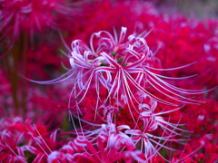 彼岸花