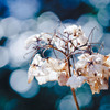 枯れ紫陽花