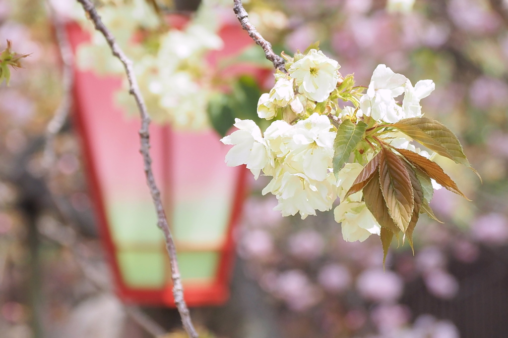 桜の通り抜け