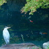 東京都庭園美術館・日本庭園 ９