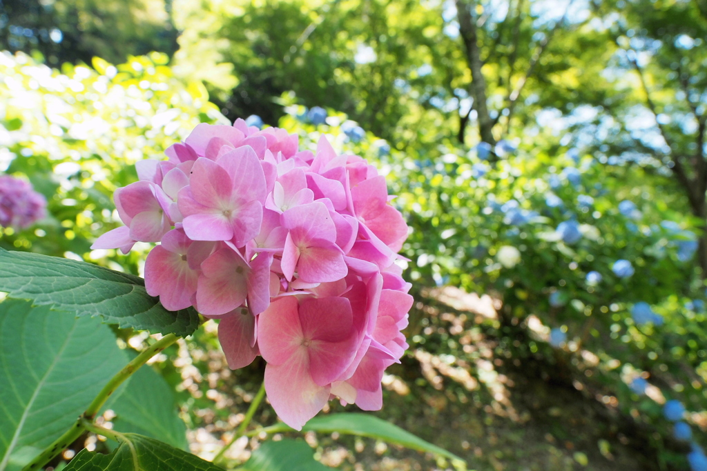 紫陽花 １０