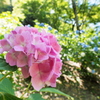 紫陽花 １０