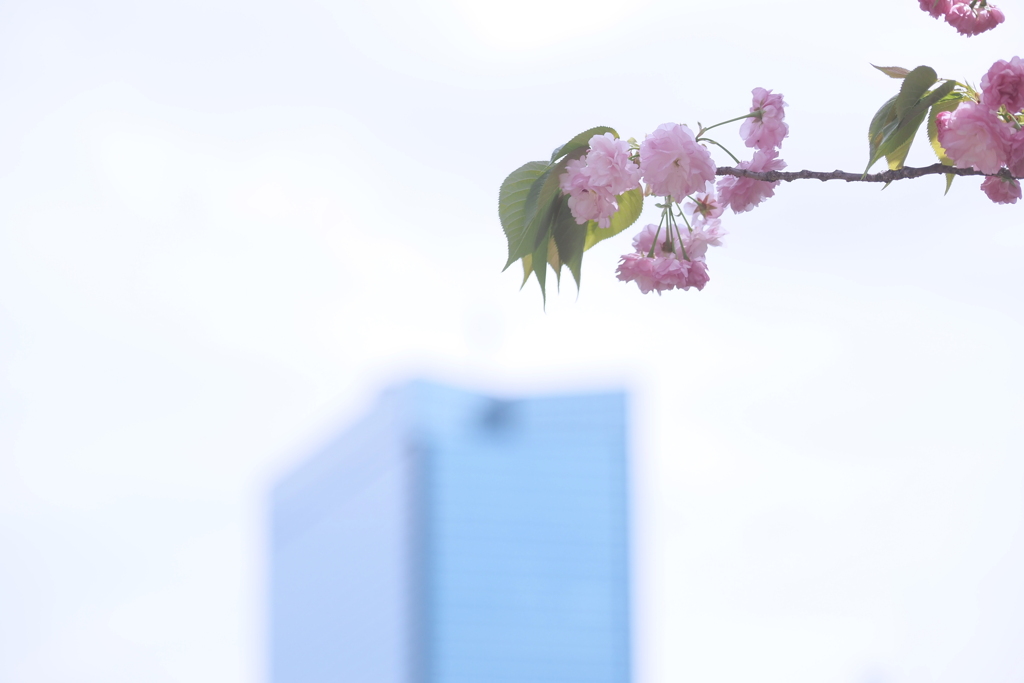 桜の通り抜け