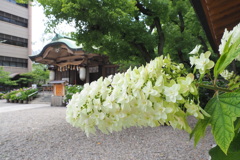 坐摩（いかすり）神社 ５