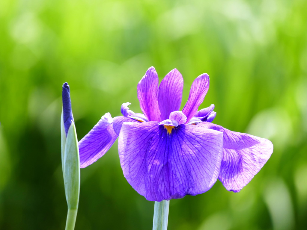 花菖蒲 ５