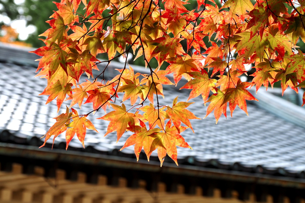 霊宝館と紅葉