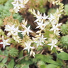 小さな花