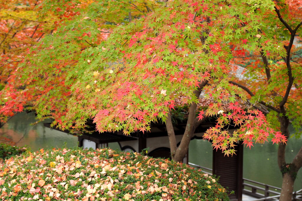 紅葉渓庭園 ２