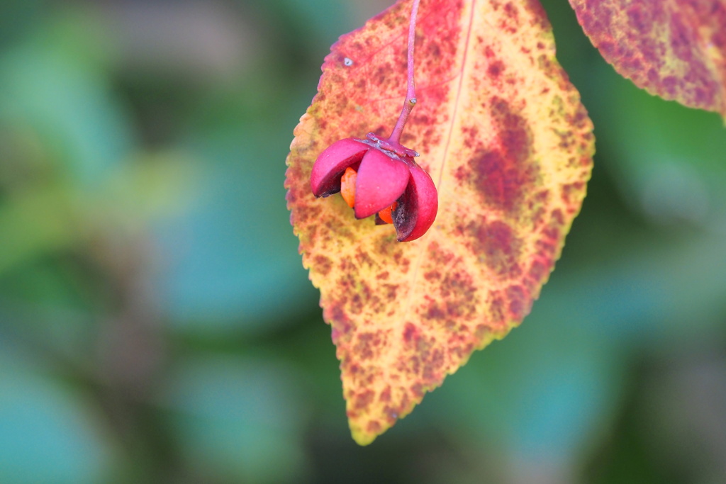 吊り花