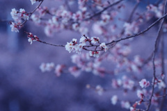 桜咲く