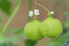 ちっちゃな花