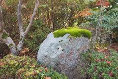 苔の帽子