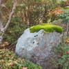 苔の帽子