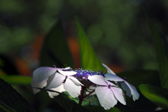 紫陽花 １５