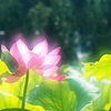 蓮