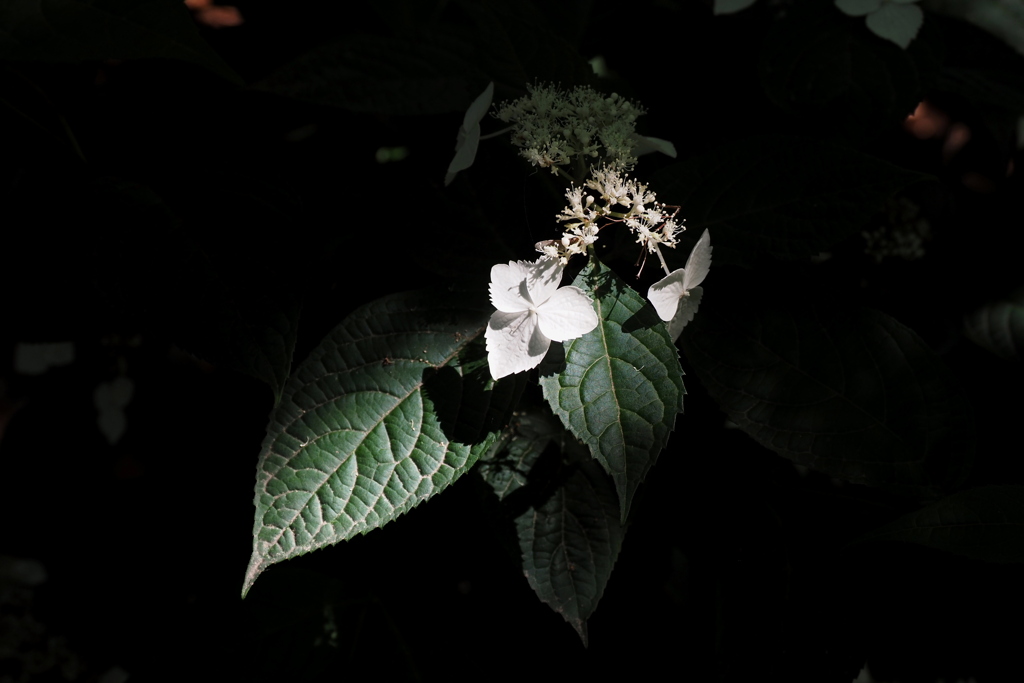 紫陽花 ２２
