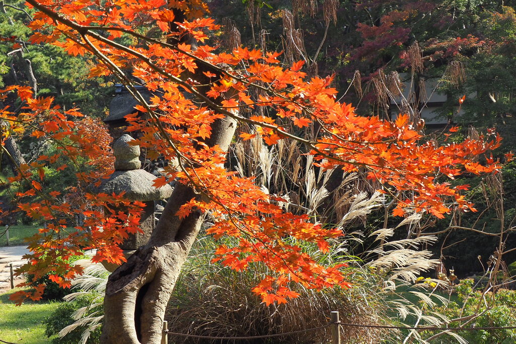 紅葉と薄