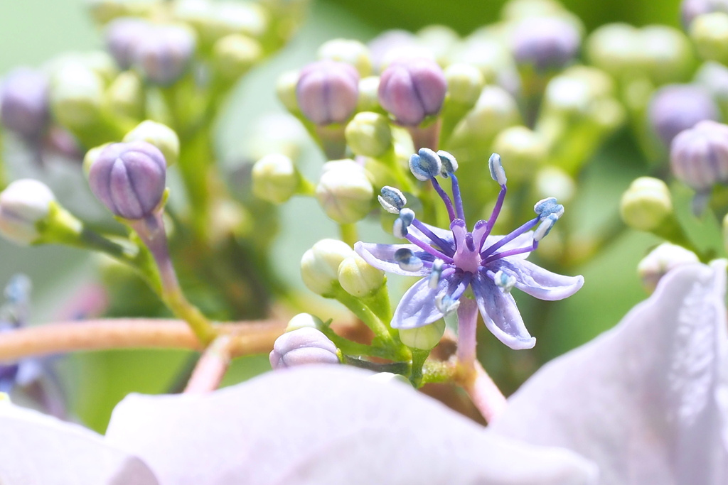 紫陽花 １１