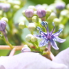 紫陽花 １１