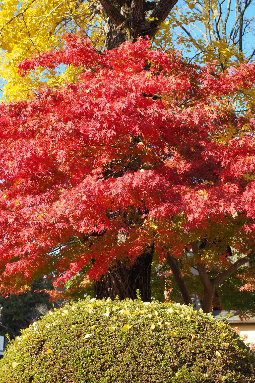 紅葉と黄葉 ２