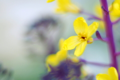 葉牡丹の花 ２