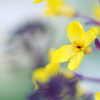 葉牡丹の花 ２