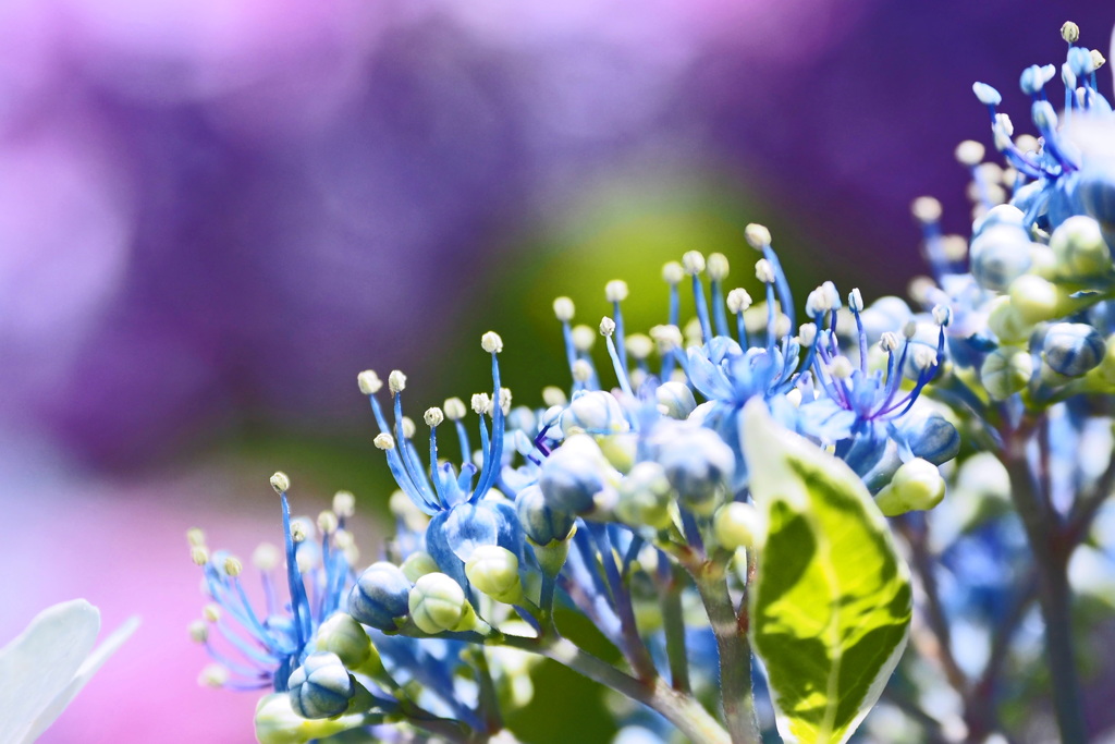 紫陽花の花