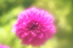 ダリア