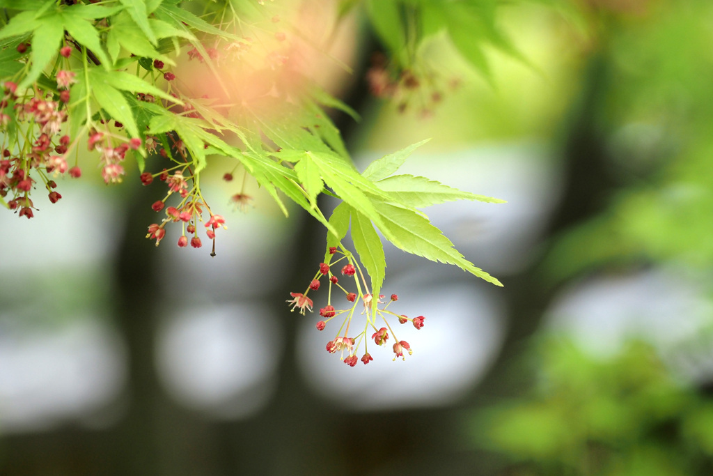 旧藤田邸庭園