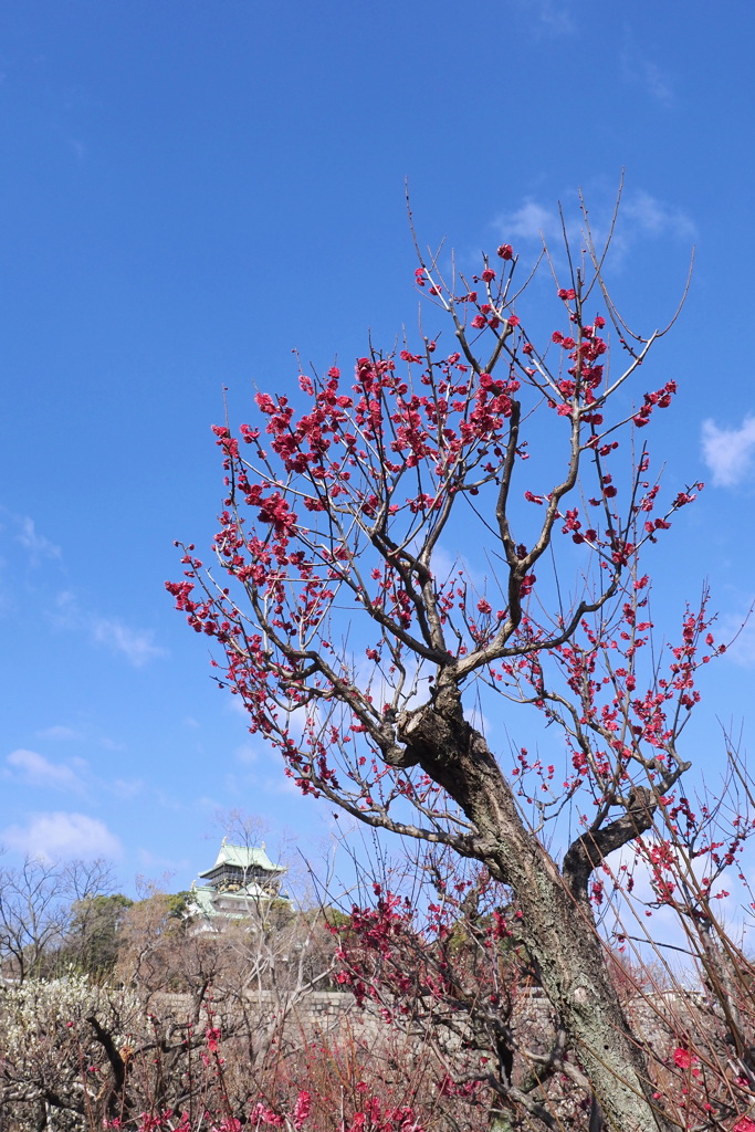 大阪城公園梅林