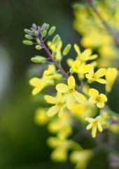 葉牡丹の花 ３
