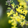 葉牡丹の花 ３