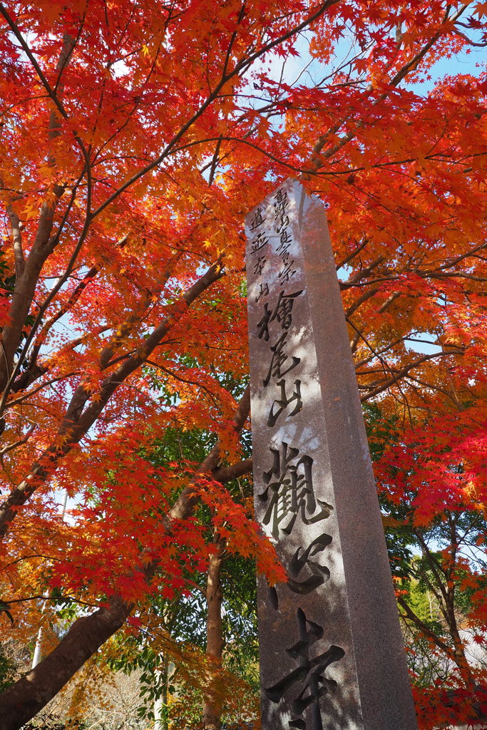 観心寺紅葉
