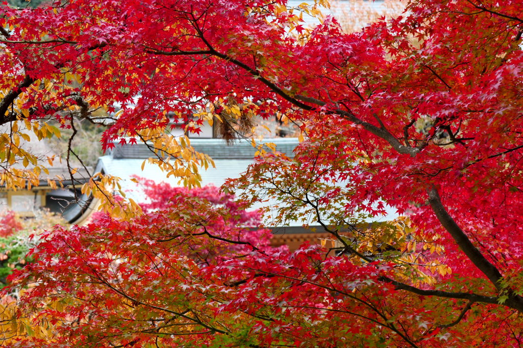 西南院紅葉（高野山）