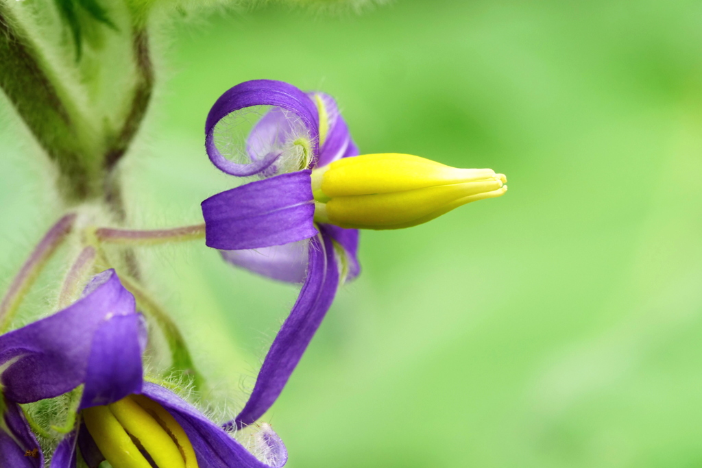 花の文化園にて １