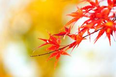 紅葉の後ろには銀杏