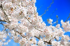 青空に輝く春の桜